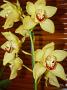 orchids-june10 020
